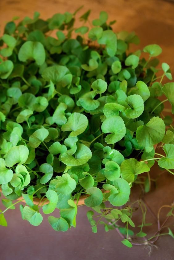 Gotu kola (Centella) leaves